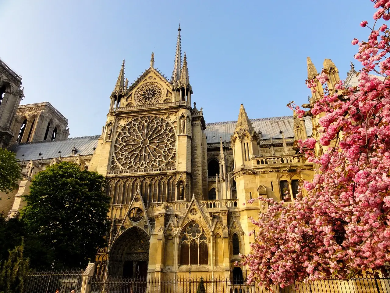 Notre-Dame cathedral's side facade with a rose window beside a tree in pink spring blossom