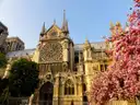 Notre-Dame cathedral's side facade with a rose window beside a tree in pink spring blossom