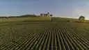 Rows of champagne vines near Reims leading to a small chapel on the skyline