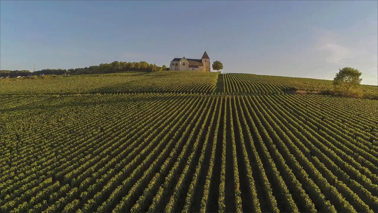 Rows of champagne vines near Reims leading to a small chapel on the skyline
