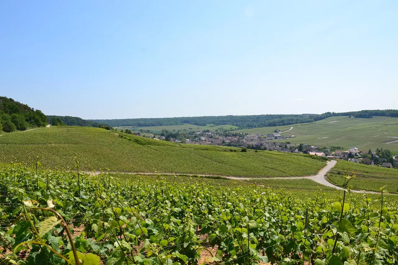 Champagne vines on a hillside above a village in the valley