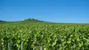 Green champagne vineyards near Verzenay under a blue sky