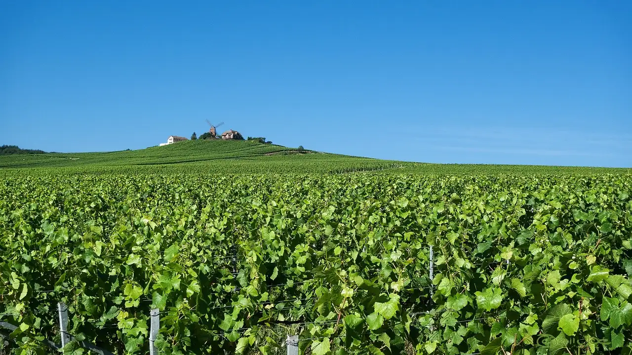 Green champagne vineyards near Verzenay under a blue sky