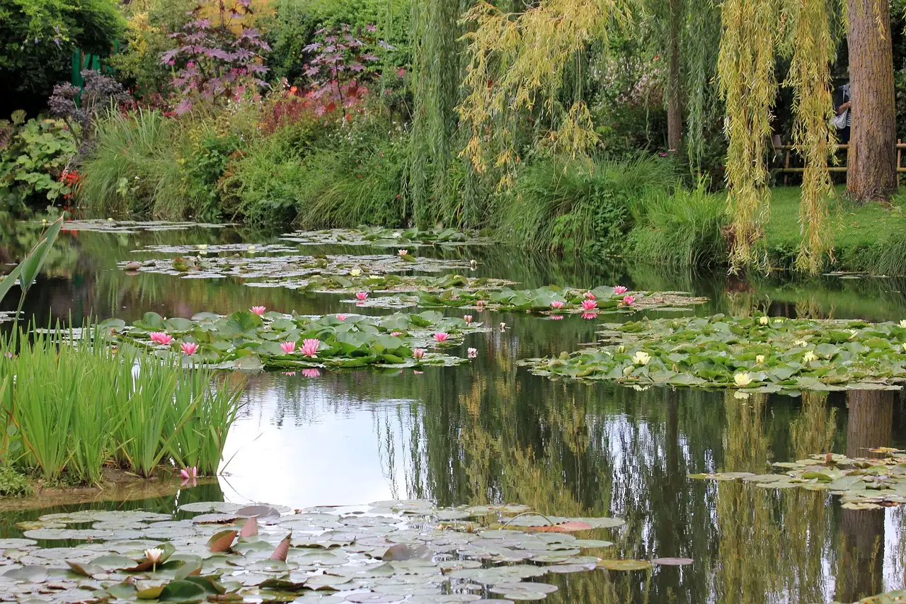Pink water lilies on Monet's pond at Giverny with willows reflected