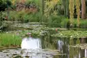 Pink water lilies on Monet's pond at Giverny with willows reflected