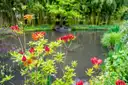 Red azaleas beside Monet's water lily pond at Giverny