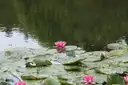 Pink water lilies on the pond in Monet's garden at Giverny