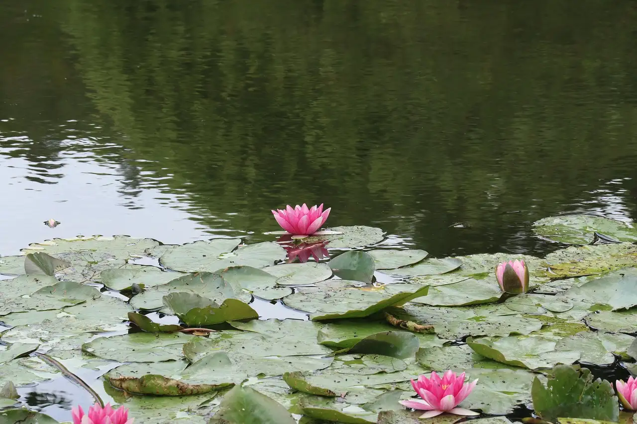 Pink water lilies on the pond in Monet's garden at Giverny