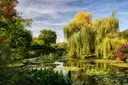 Monet's water lily pond at Giverny with weeping willows