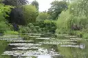 Monet's water-lily pond at Giverny, ringed by weeping willows