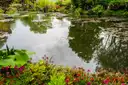 A pond with lily pads and a bank of flowers in the gardens at Giverny