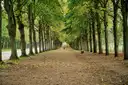 A long tree-lined gravel avenue in the park of Versailles