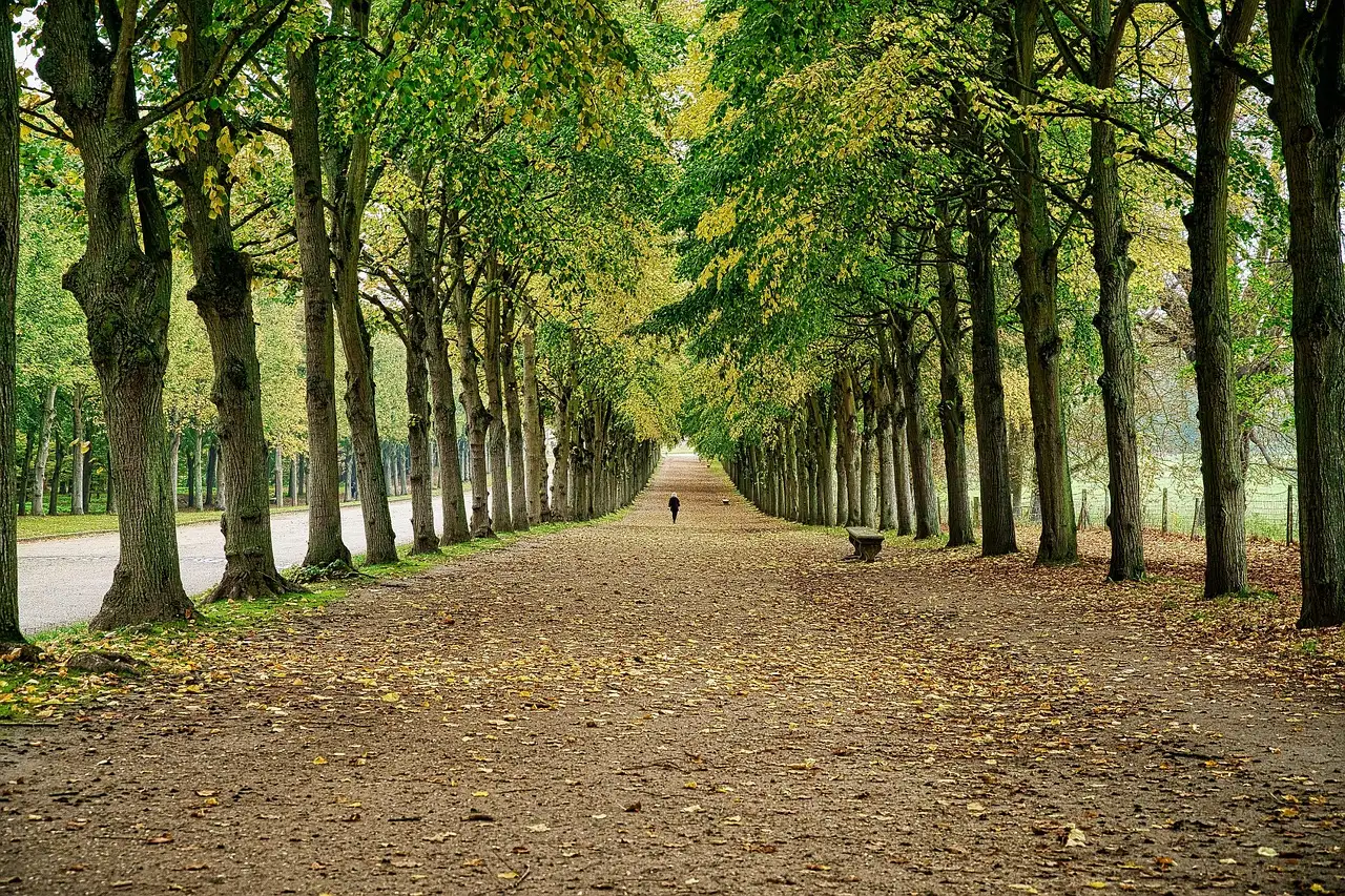 A long tree-lined gravel avenue in the park of Versailles